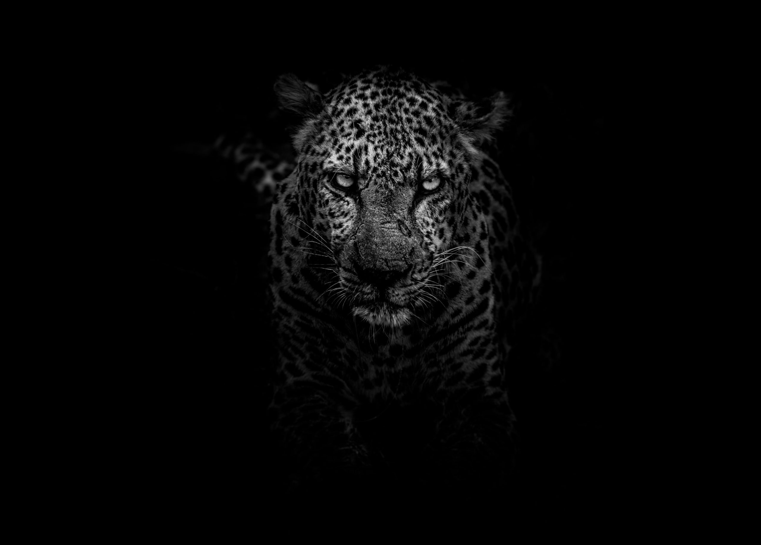The Time of the Black Jaguar | Arkan Lushwala