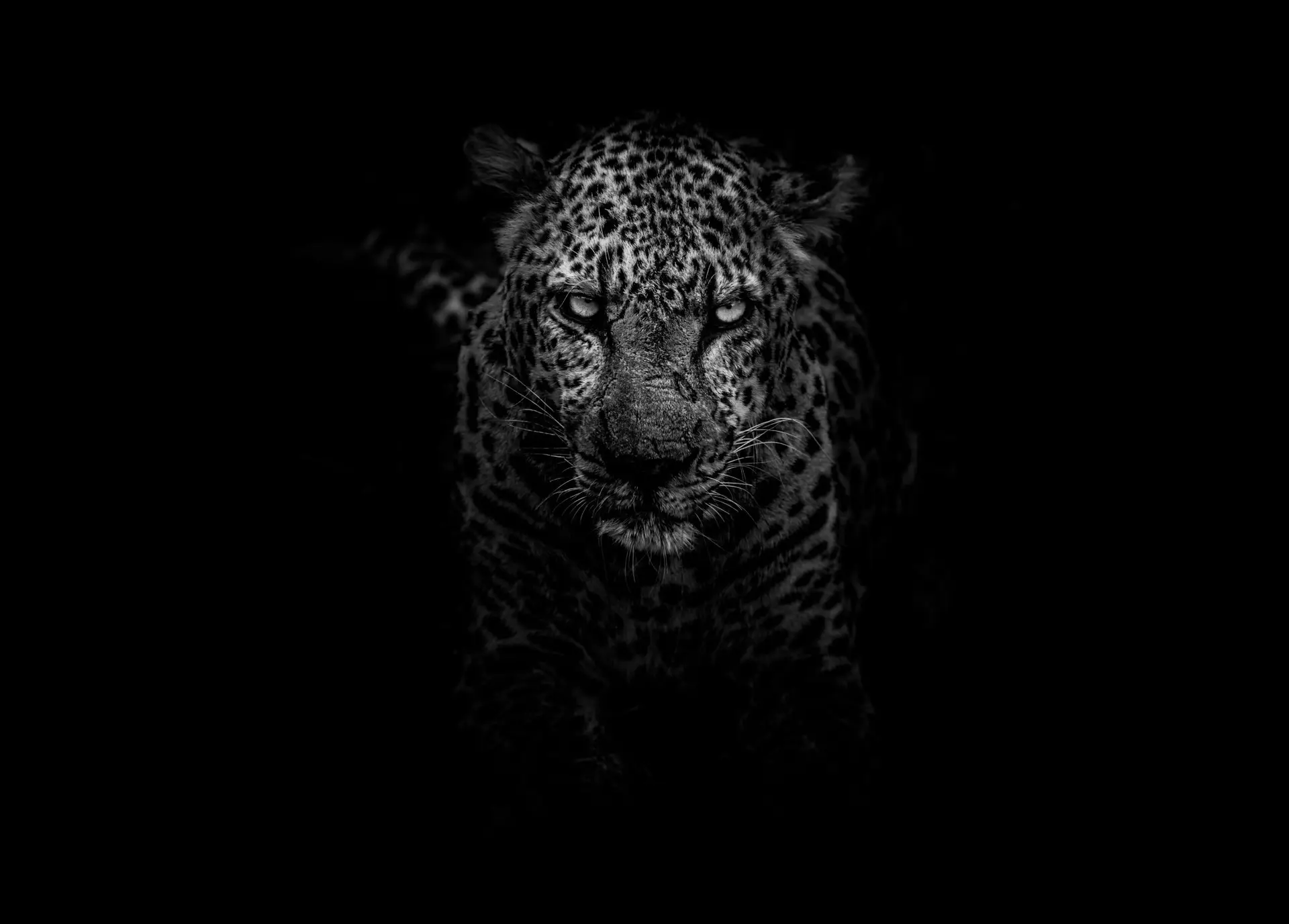 The Time of the Black Jaguar | Arkan Lushwala
