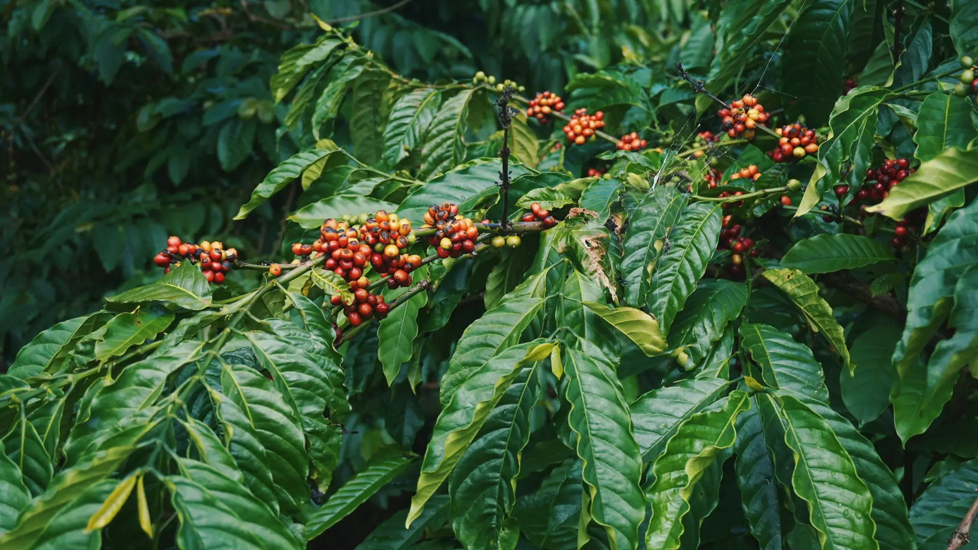 coffee