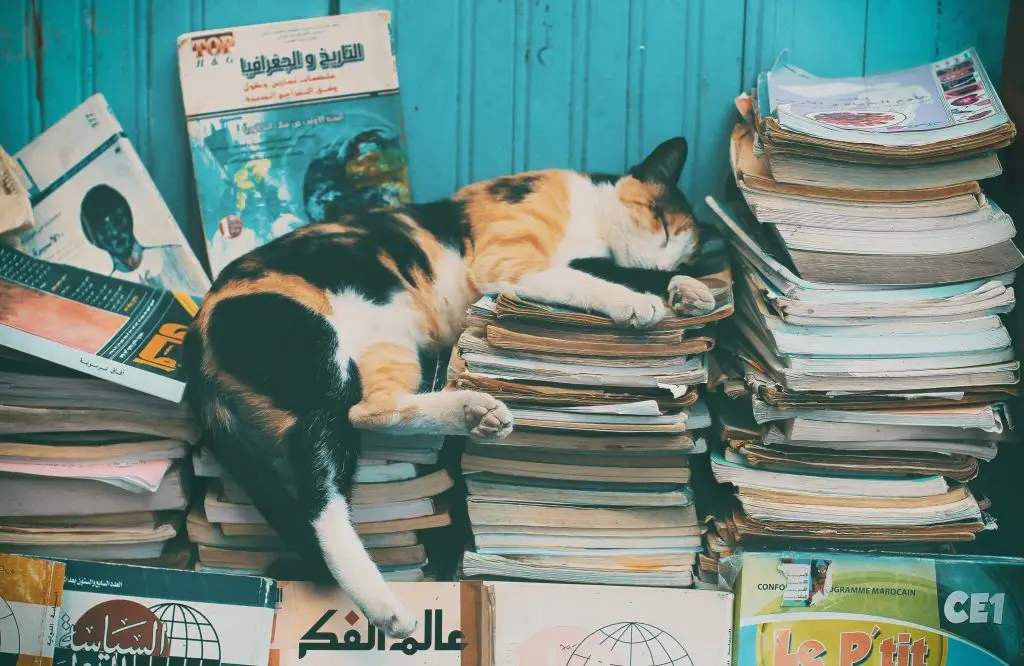 cat fiction books