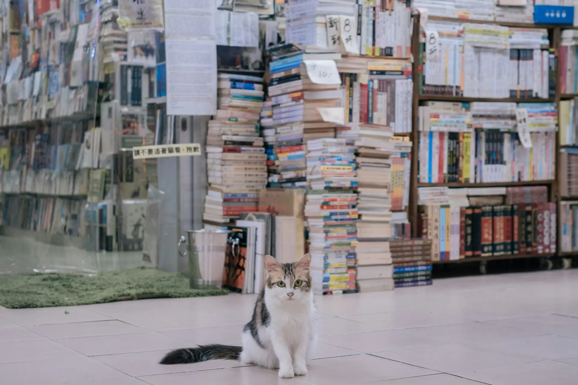 cat fiction books