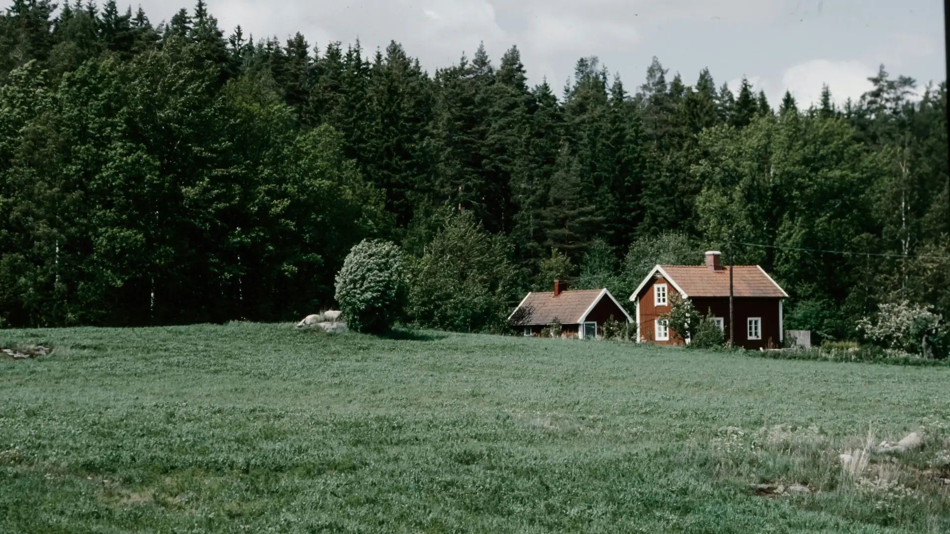 Scandinavian movies